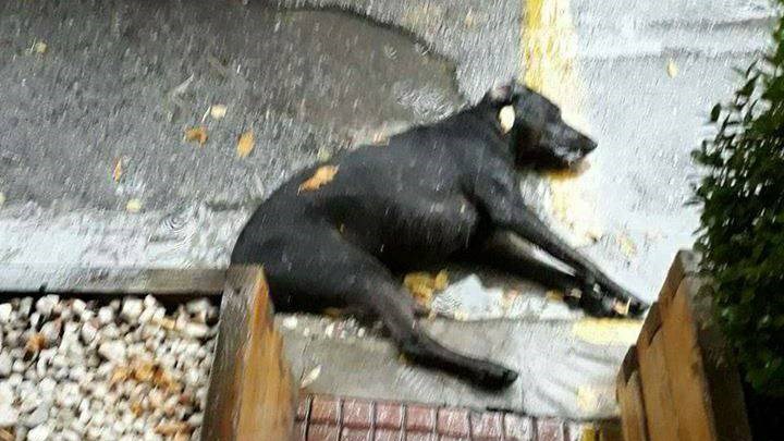 Κτήνη δηλητηριάζουν αδέσποτα ζώα στη Λάρισα – ΦΩΤΟ