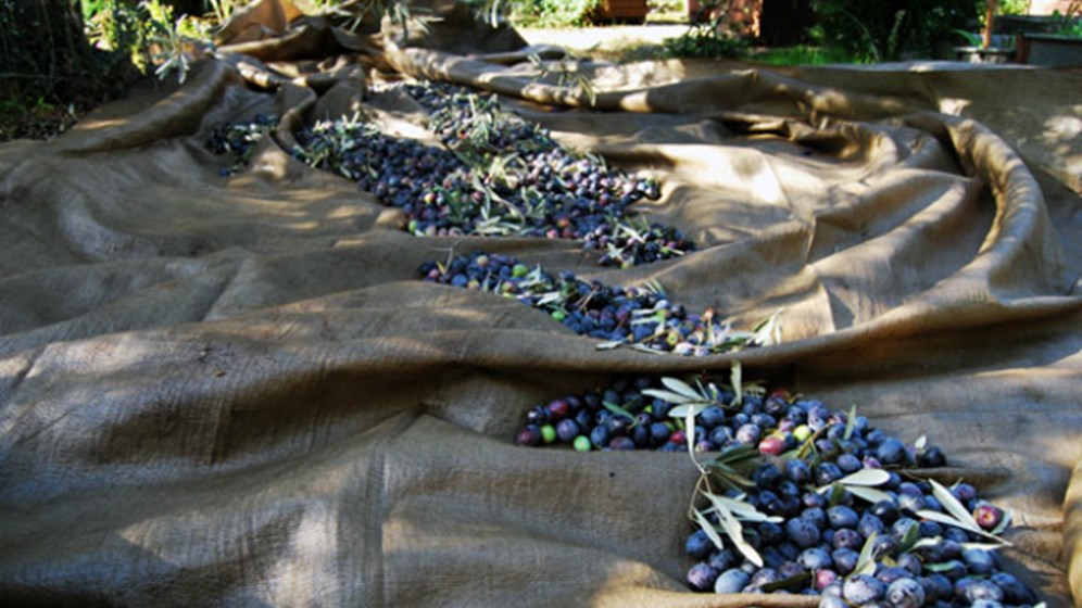 Τους έπιασαν στα πράσα να κλέβουν… ελιές – Το είχαν κάνει “σύστημα”