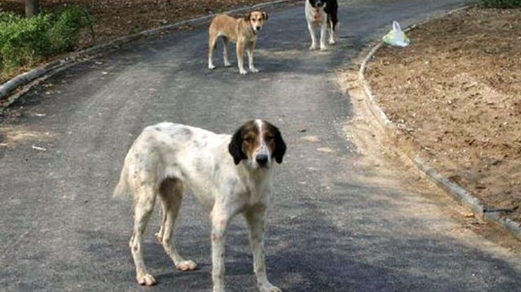 Πρόστιμο – φωτιά στη μοναδική κάτοικο στον Ανάβατο στη Χίο γιατί τα σκυλιά του χωριού δεν είχαν τσιπάκια