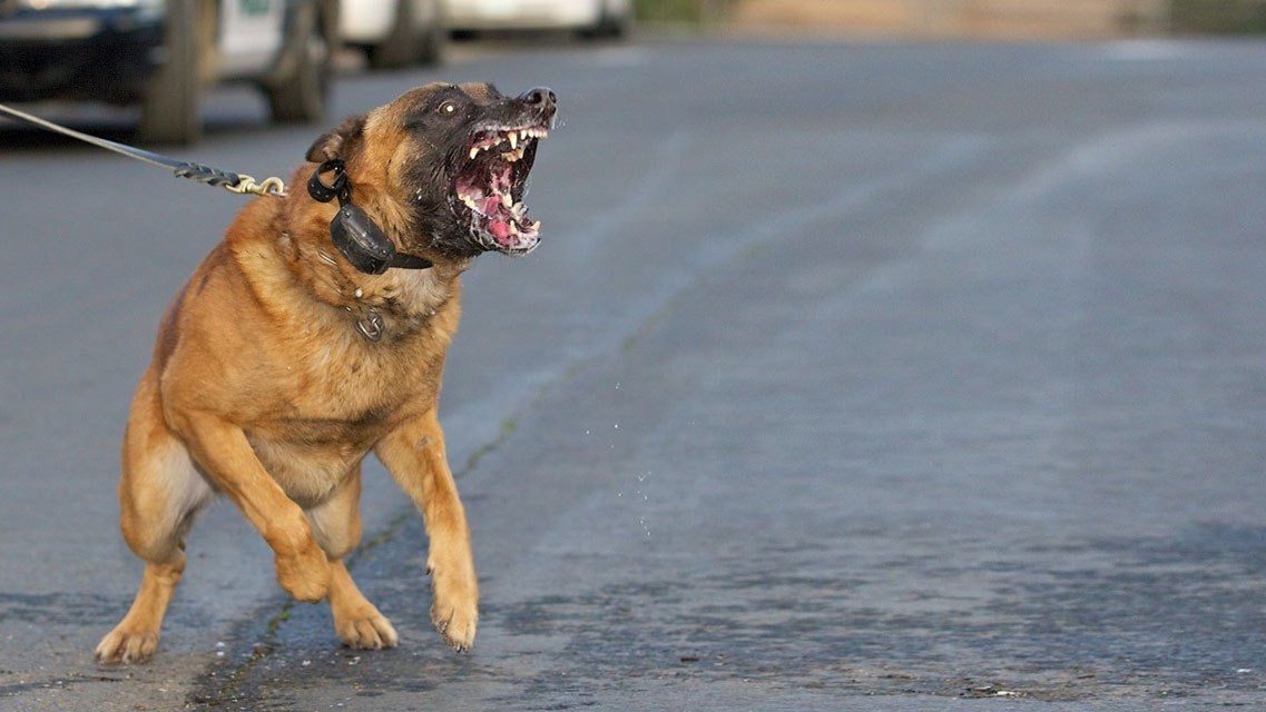 Άγρια επίθεση σκύλου σε αστυνομικό – Νοσηλεύεται με τραύματα στο αυτί και τον λαιμό -ΒΙΝΤΕΟ