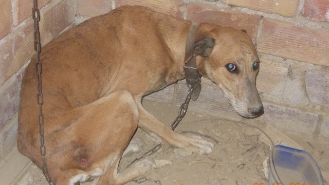 Φρικτή υπόθεση κακοποίησης ζώων στην Πάτρα