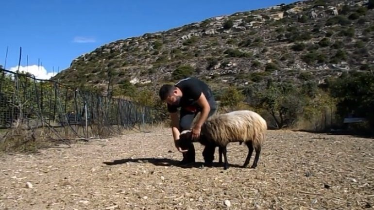 Απολαυστικό ΒΙΝΤΕΟ με τον Κρητικό που εκπαίδευσε… κριάρι και έγινε viral
