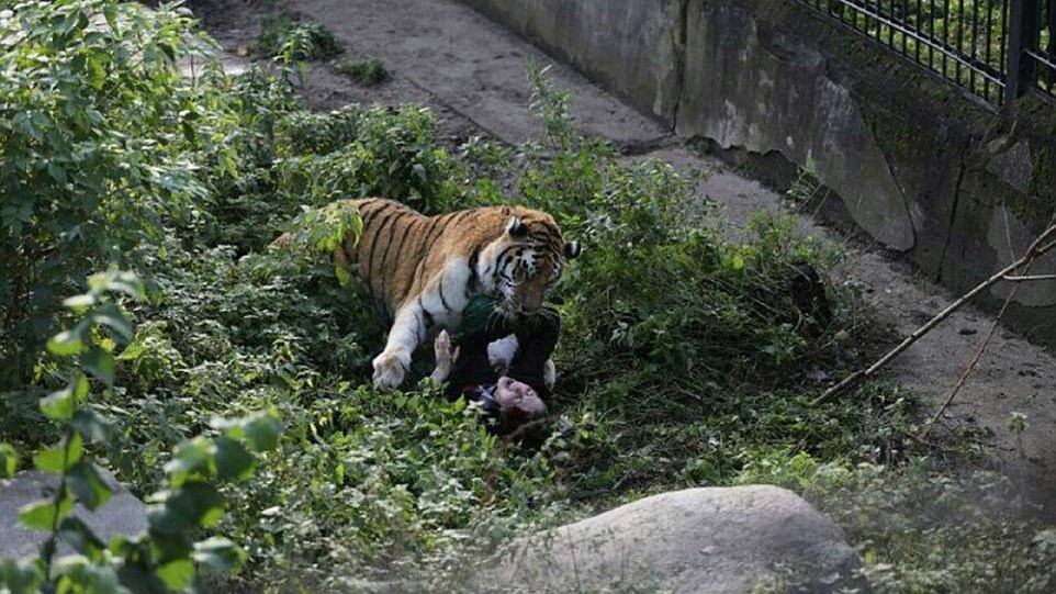 Τίγρης επιτέθηκε σε υπάλληλο ζωολογικού κήπου – Σοκάρουν οι εικόνες