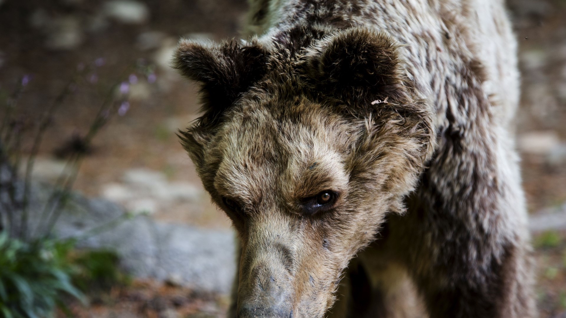 Έφυγε από τη ζωή ο Μήτσος ο “δραπέτης” – ΦΩΤΟ