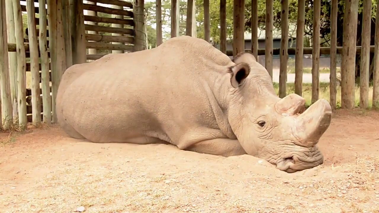 Η φωτογραφία του τελευταίου λευκού ρινόκερου που έγινε viral- ΦΩΤΟ
