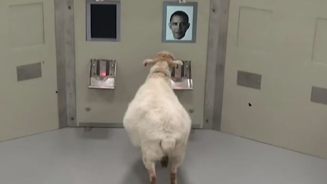Το πρόβατο που αναγνωρίζει… προσωπικότητες – ΒΙΝΤΕΟ