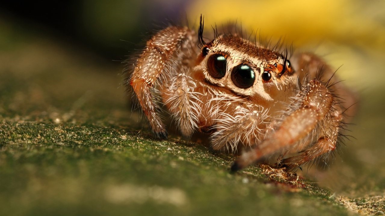 Αυτή η αράχνη θα θεραπεύσει μια για πάντα την αραχνοφοβία σας- ΦΩΤΟ- ΒΙΝΤΕΟ