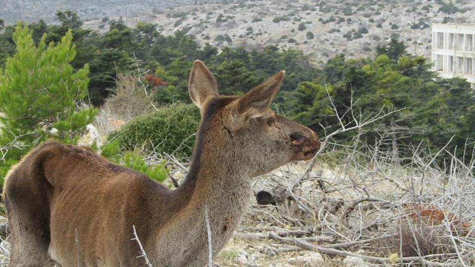 Πυροβόλησαν στο κεφάλι ελάφι στην Πάρνηθα – ΦΩΤΟ