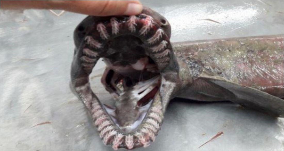 Ψαράς αλίευσε «προϊστορικό» καρχαρία