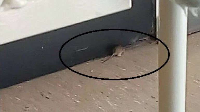 Καταγγελία – σοκ: Ποντίκι στην Παιδιατρική Κλινική του Πανεπιστημιακού Νοσοκομείου Ηρακλείου – ΦΩΤΟ