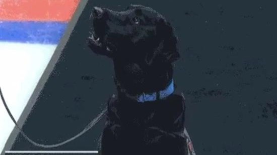 Το λαμπραντόρ που… σφύριξε την έναρξη αγώνα χόκεϊ – ΒΙΝΤΕΟ