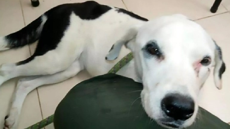 «Σπάει» καρδιές σκύλος που εγκαταλείφθηκε και πέθανε από τη στεναχώρια του- ΦΩΤΟ