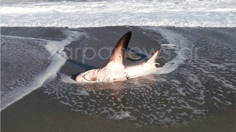 Καρχαρίας τριών μέτρων ξεβράστηκε στα Χανιά – ΦΩΤΟ – ΒΙΝΤΕΟ