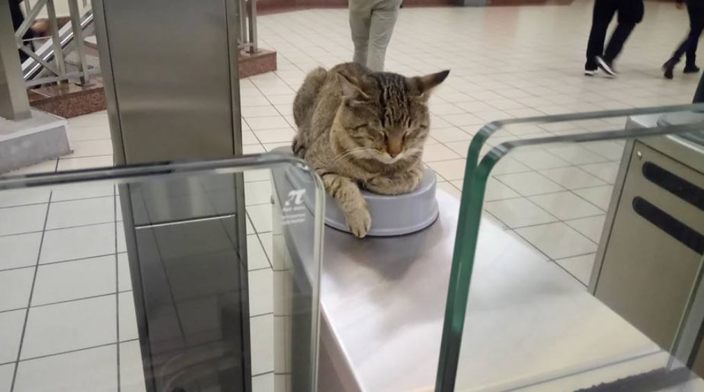 Ο γάτος στο Μοναστηράκι που έγινε viral – ΦΩΤΟ