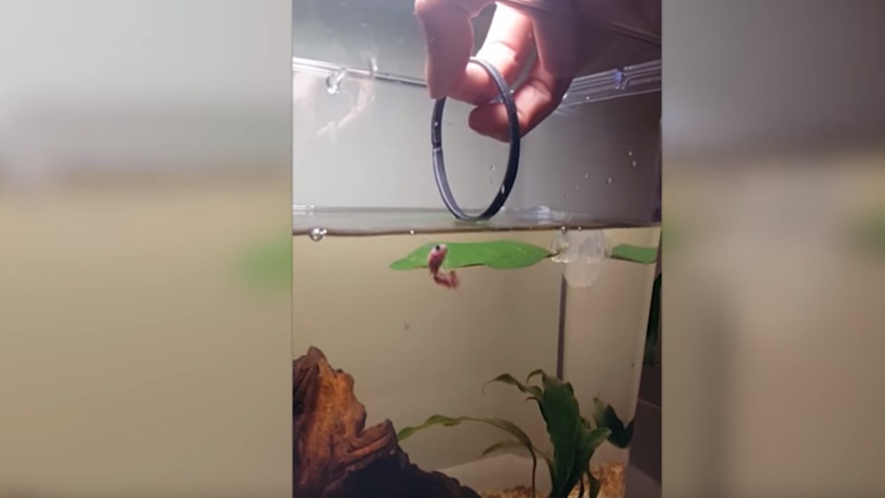 Εκπαιδευμένο χρυσόψαρο περνάει μέσα από κρίκους! -ΒΙΝΤΕΟ