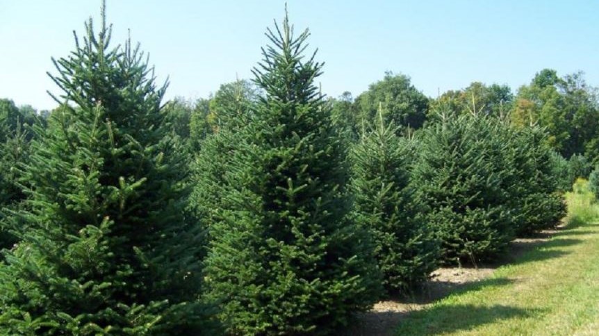 Το “χωριό των Χριστουγέννων” βρίσκεται στη Χαλκιδική