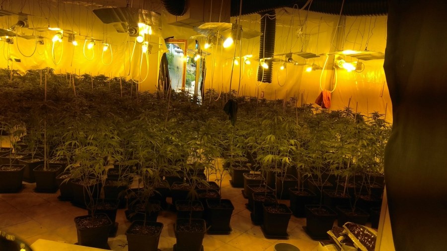 Καλλιεργούσαν κάνναβη αξίας 4 εκ. ευρώ σε βίλες στο Νέο Βουτζά – ΒΙΝΤΕΟ