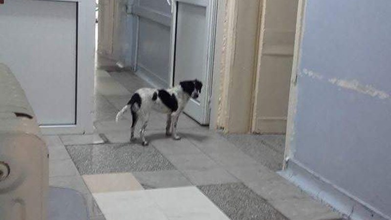 Η ΠΟΕΔΗΝ καταγγέλλει: Αγέλες σκύλων επιτίθενται σε εργαζόμενους στο Νοσοκομείο Κιλκίς – ΦΩΤΟ