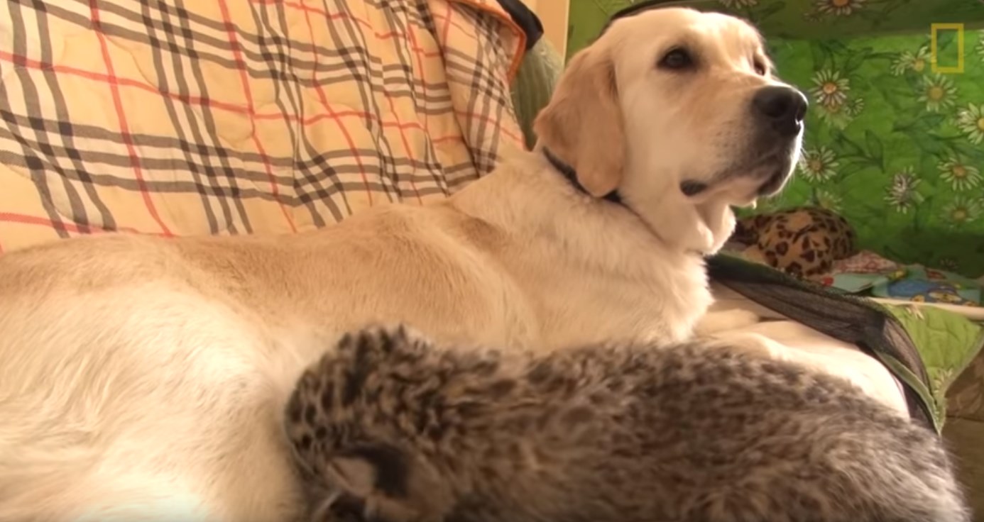 Σκυλίτσα θηλάζει λεοπάρδαλη και το ίντερνετ «λιώνει» – ΒΙΝΤΕΟ