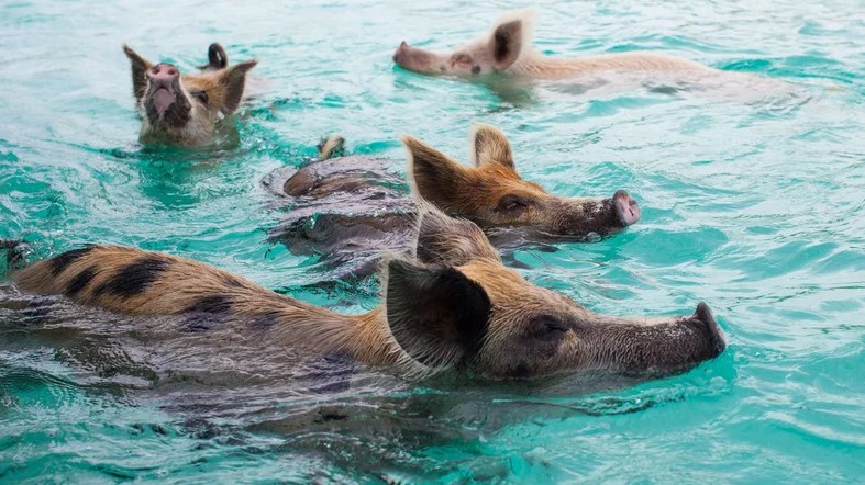 Το νησί που ανήκει… στα γουρούνια – ΦΩΤΟ-ΒΙΝΤΕΟ