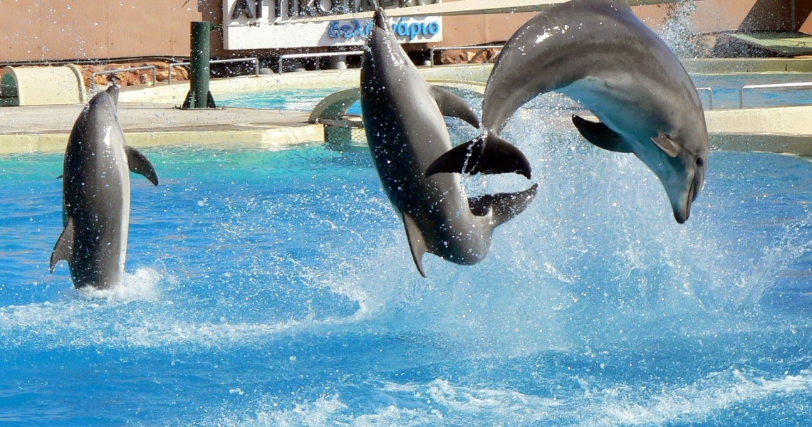 Στον εισαγγελέα για τις επιδείξεις δελφινιών το Αττικό Ζωολογικό Πάρκο