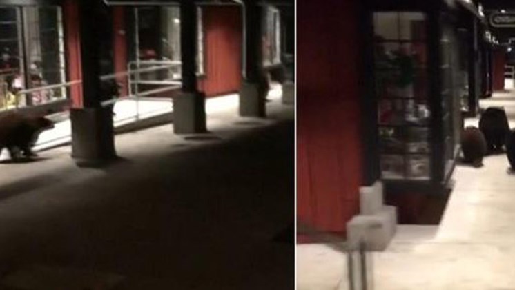 Σερίφης καταδίωξε αρκούδες σε κεντρικό δρόμο στην Καλιφόρνια – ΒΙΝΤΕΟ