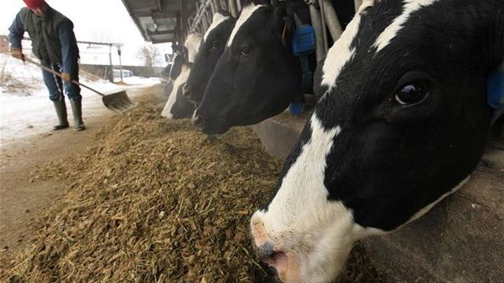 Η νόσος των τρελών αγελάδων επιστρέφει – Νέο κρούσμα στην Ισπανία