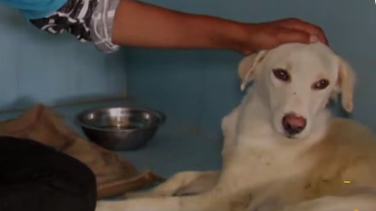 Η συγκλονιστική στιγμή της διάσωσης σκύλου που έπεσε σε πηγάδι- ΒΙΝΤΕO