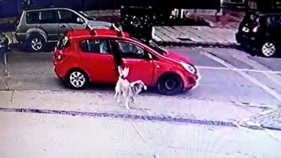 Εγκατέλειψε τον σκύλο της στον δρόμο αλλά την κατέγραψε κάμερα ασφαλείας – ΒΙΝΤΕΟ