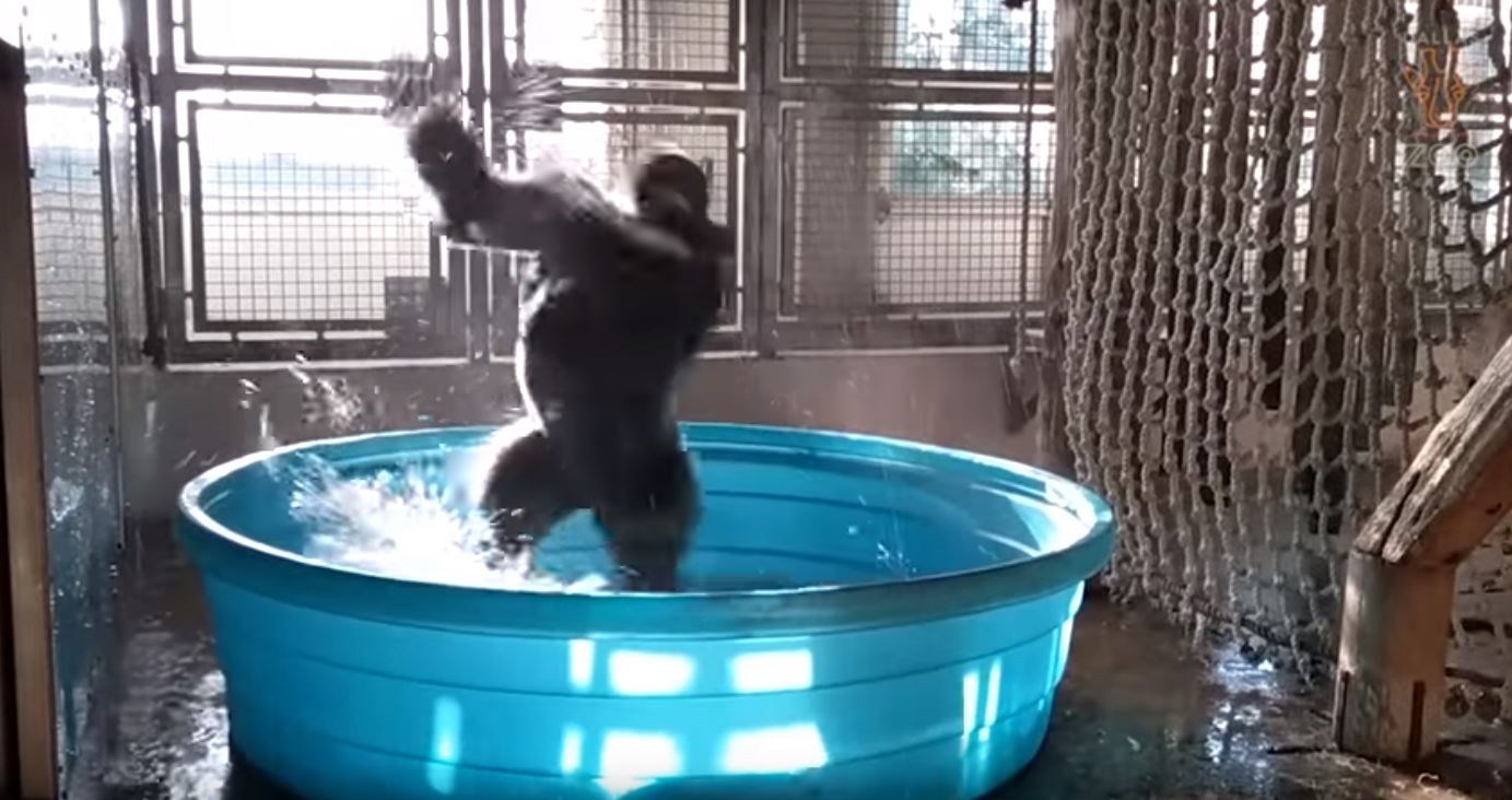Κανείς δεν απολαμβάνει το μπάνιο του περισσότερο από αυτόν τον γορίλα- ΒΙΝΤΕΟ