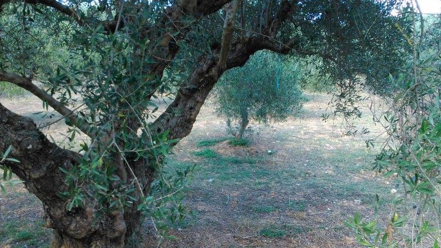 Κτηνωδία στην Κρήτη – Κρέμασαν σκυλί από δέντρο – ΦΩΤΟ