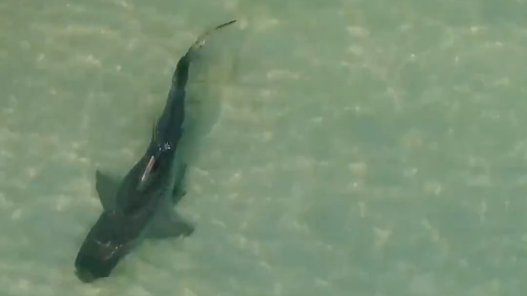 Καρχαρίας-τίγρης κολυμπάει σε απόσταση αναπνοής από λουόμενους – BINTEO