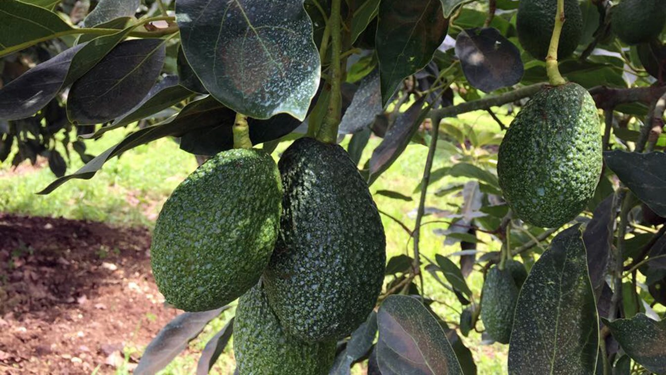 «Αστυνομία» για τη φύλαξη των …αβοκάντο συστάθηκε στο Μεξικό – ΒΙΝΤΕΟ