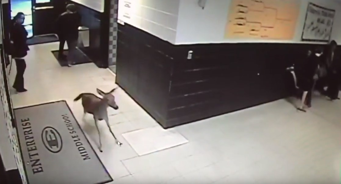 Ελάφι έχασε τον δρόμο του και μπήκε σε… σχολείο – ΒΙΝΤΕΟ