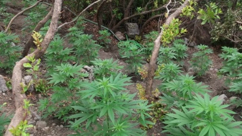 Άφωνο το ακροατήριο στο δικαστήριο – Οι απίθανες δικαιολογίες ενός χασισοκαλλιεργητή