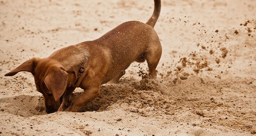 Γιατί ο σκύλος μου τρελαίνεται να σκάβει τρύπες;