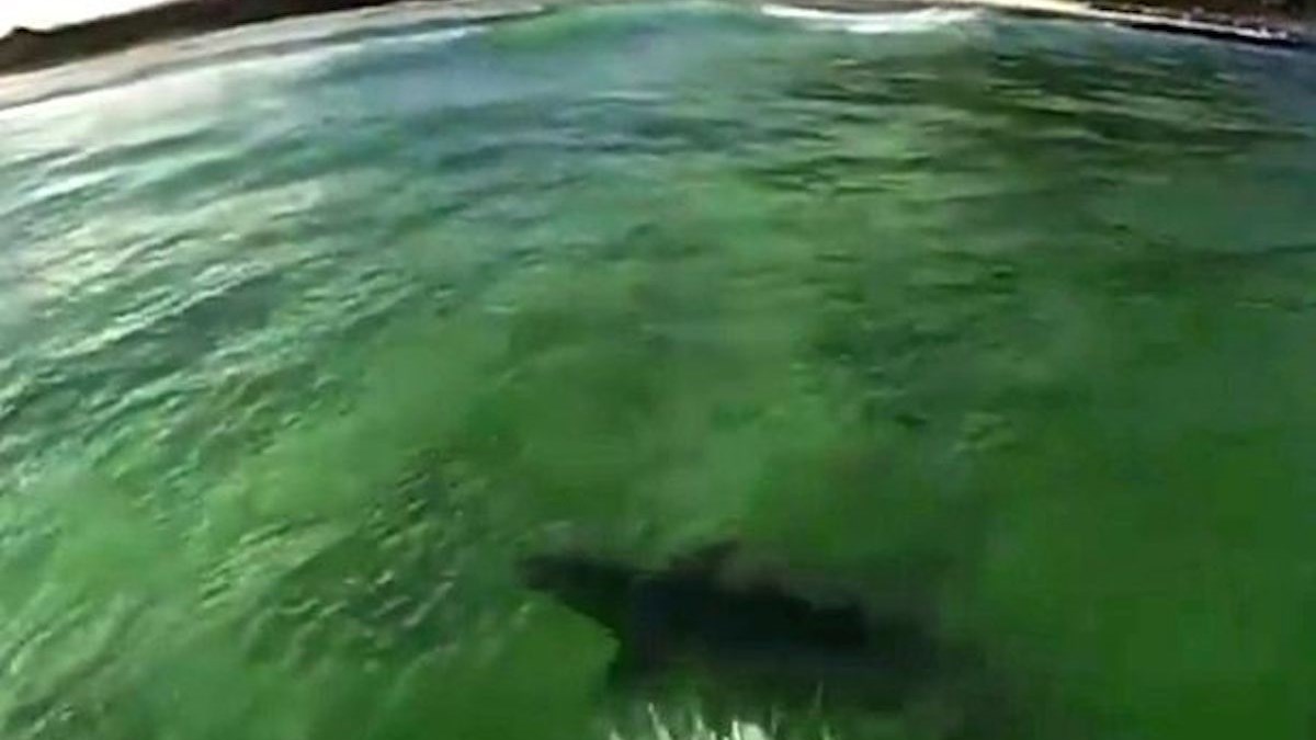 Η στιγμή που σέρφερ ήρθε αντιμέτωπος με καρχαρία – ΒΙΝΤΕΟ