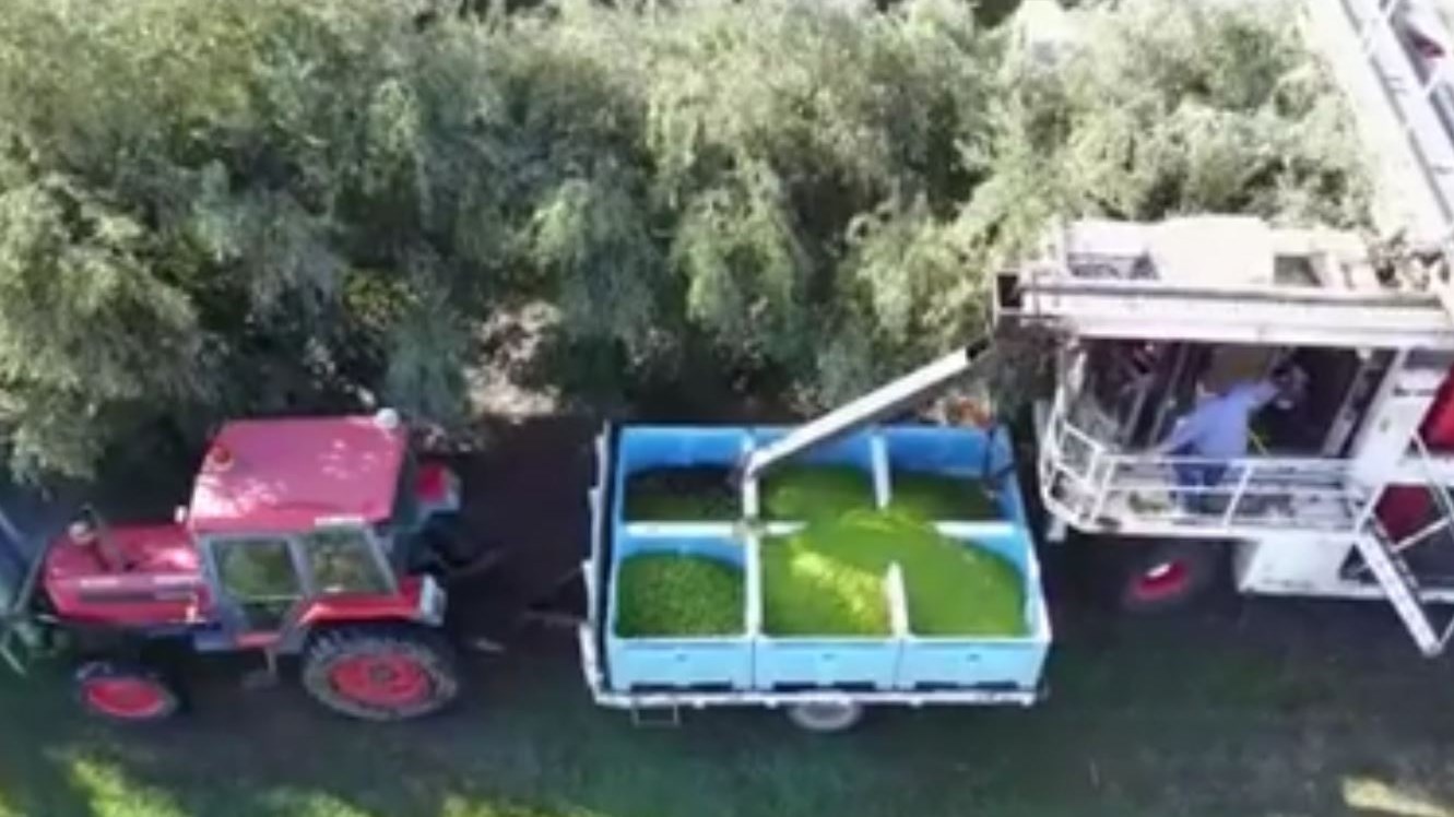 Η εκπληκτική πατέντα που θα…τρελάνει όσους μαζεύουν ελιές –  ΒΙΝΤΕΟ