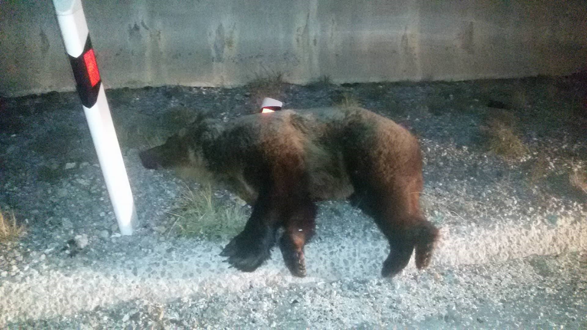 Φορτηγό παρέσυρε και σκότωσε αρκούδα στην Εγνατία οδό – Σκληρές εικόνες