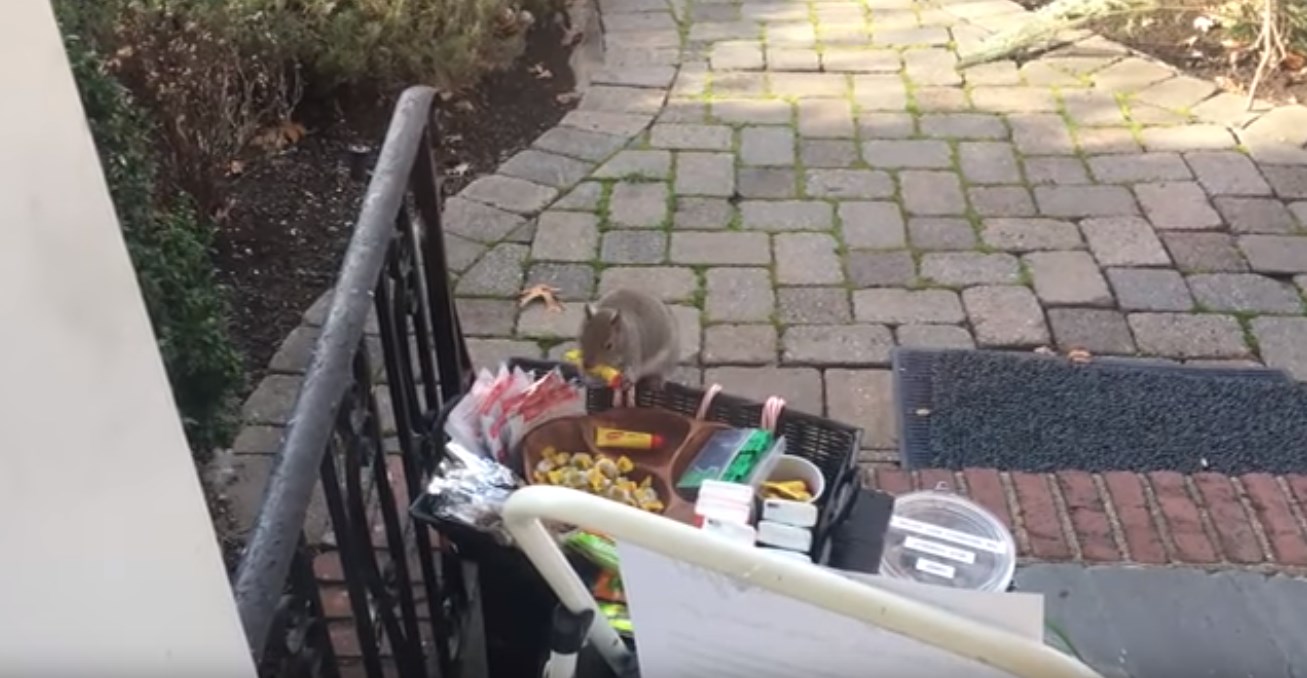 “Έπιασαν στα πράσα” σκίουρο να κλέβει σοκολατάκια – ΒΙΝΤΕΟ