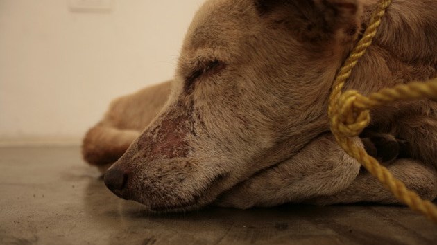 Φρίκη στην Κρήτη: Βρήκαν στον κάδο μαχαιρωμένα και πνιγμένα σκυλιά – Σκληρή εικόνα