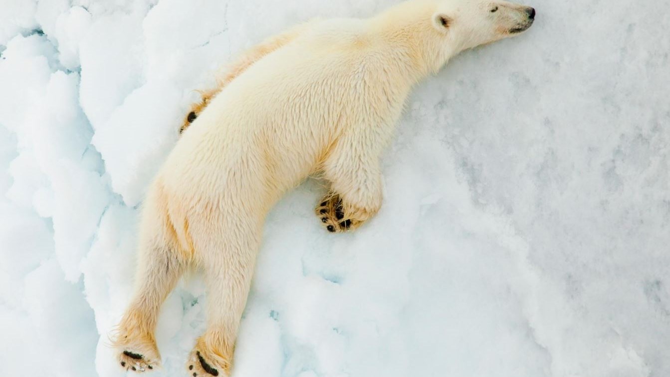 Συγκλονίζει το διαδίκτυο πολική αρκούδα που λιμοκτονεί- ΒΙΝΤΕΟ