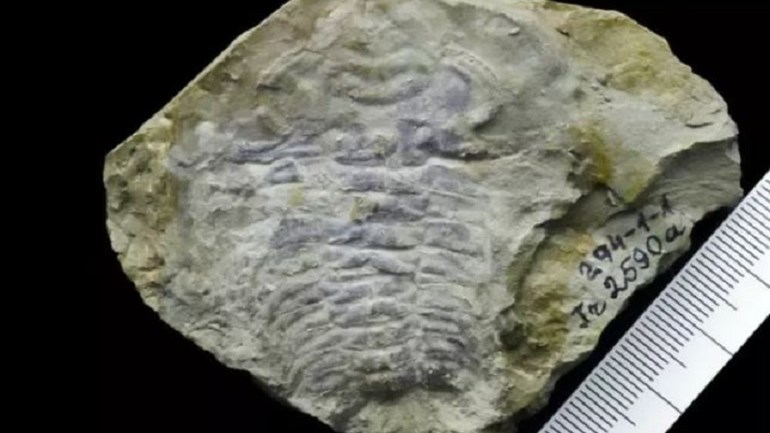 Το αρχαιότερο μάτι στον κόσμο είναι … 530 εκατομμυρίων ετών – ΦΩΤΟ