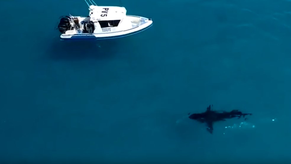 Καρχαρίας 6 μέτρων εντοπίζεται από drone σε δημοφιλή παραλία – ΒΙΝΤΕΟ