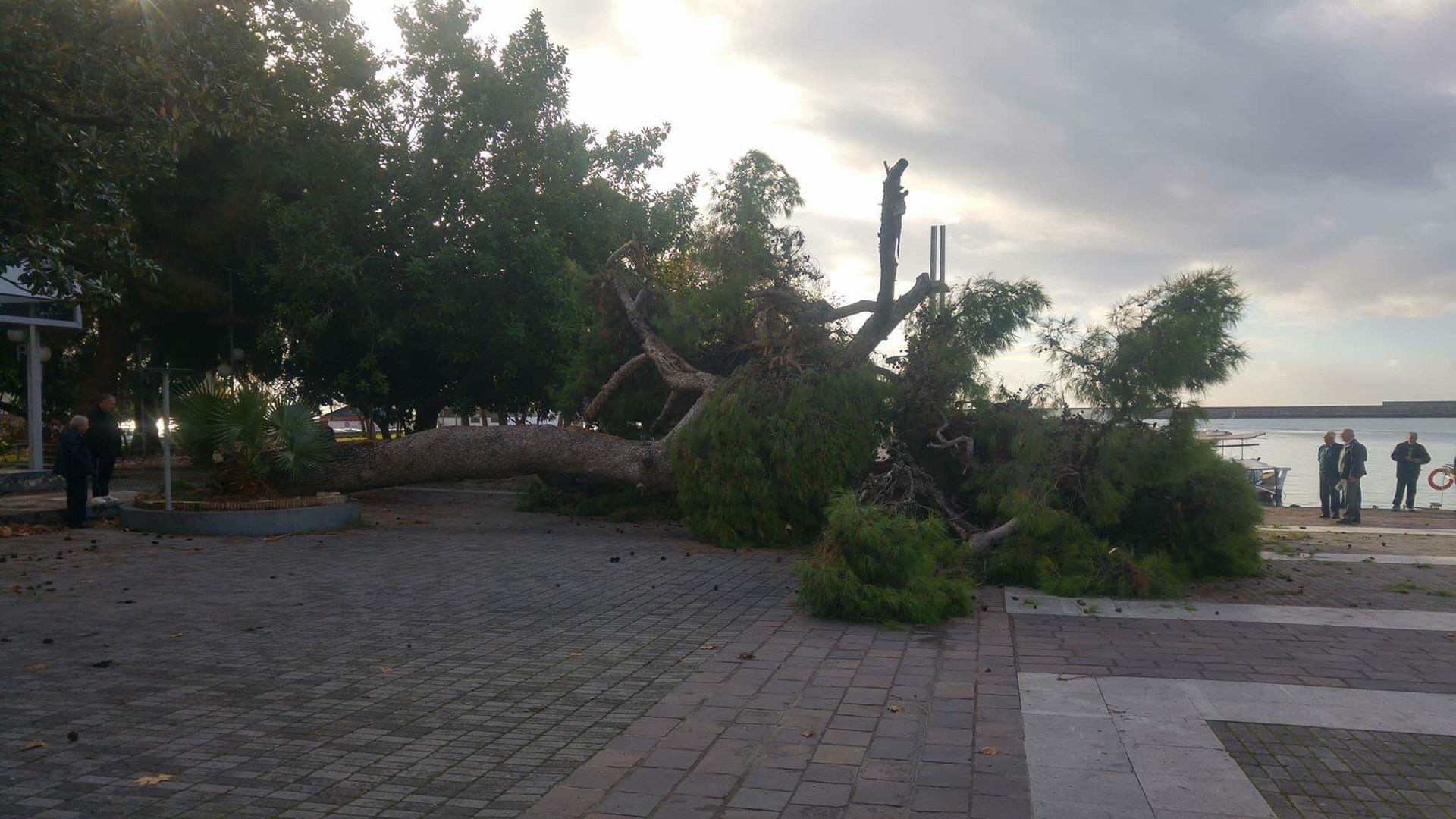 Καλαμάτα: Ο χρόνος λύγισε το υπεραιωνόβιο πεύκο – ΦΩΤΟ