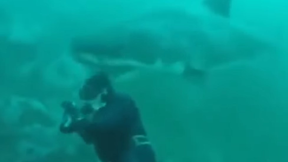 Βίντεο που κόβει την ανάσα – Λευκός καρχαρίας αιφνιδιάζει δύτη