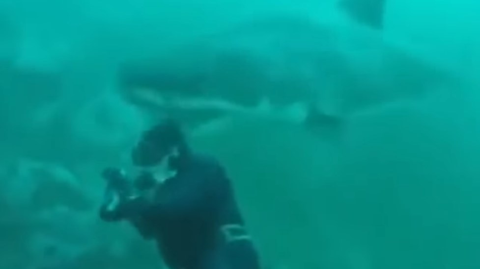 Βίντεο που κόβει την ανάσα – Λευκός καρχαρίας αιφνιδιάζει δύτη