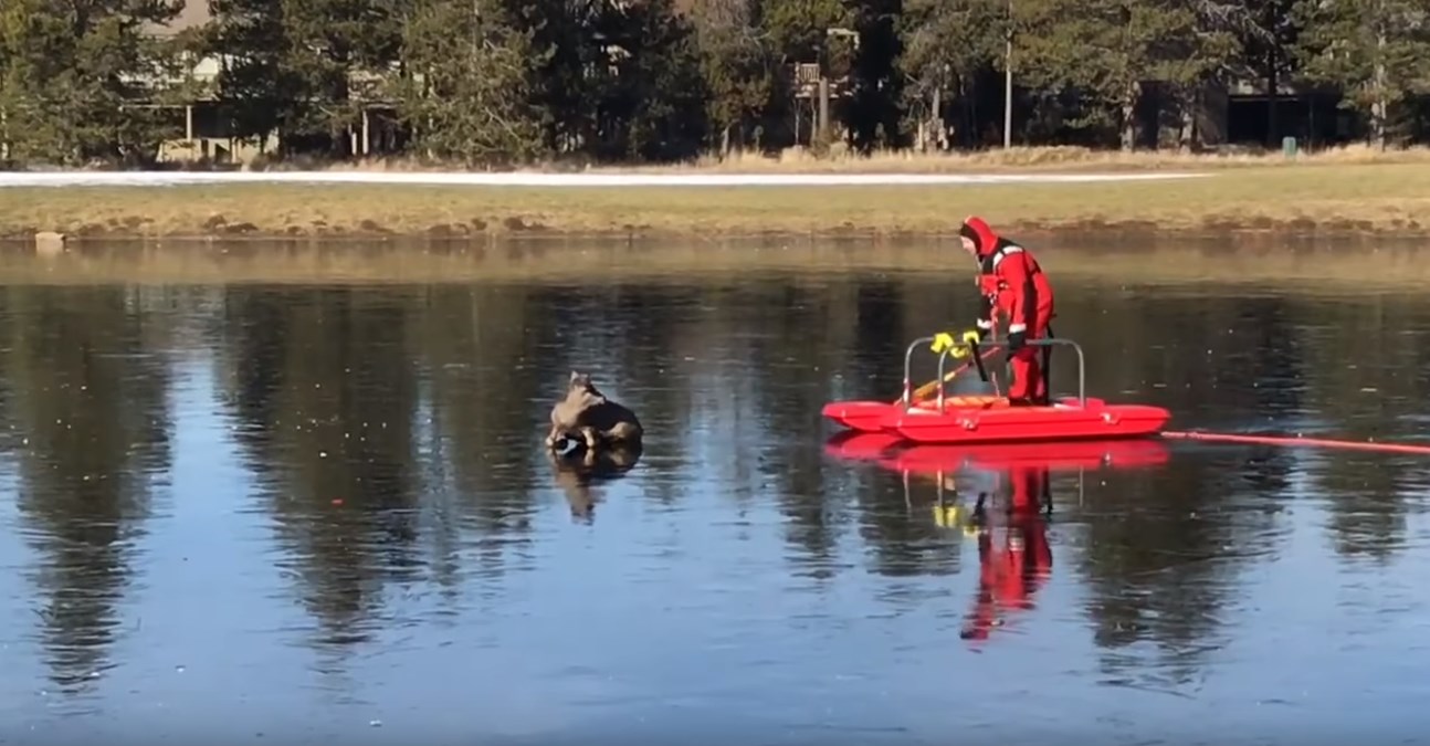 Όταν οι διασώστες ξέρουν τη δουλειά τους – Δείτε πως έσωσαν αυτό το ελάφι – ΒΙΝΤΕΟ