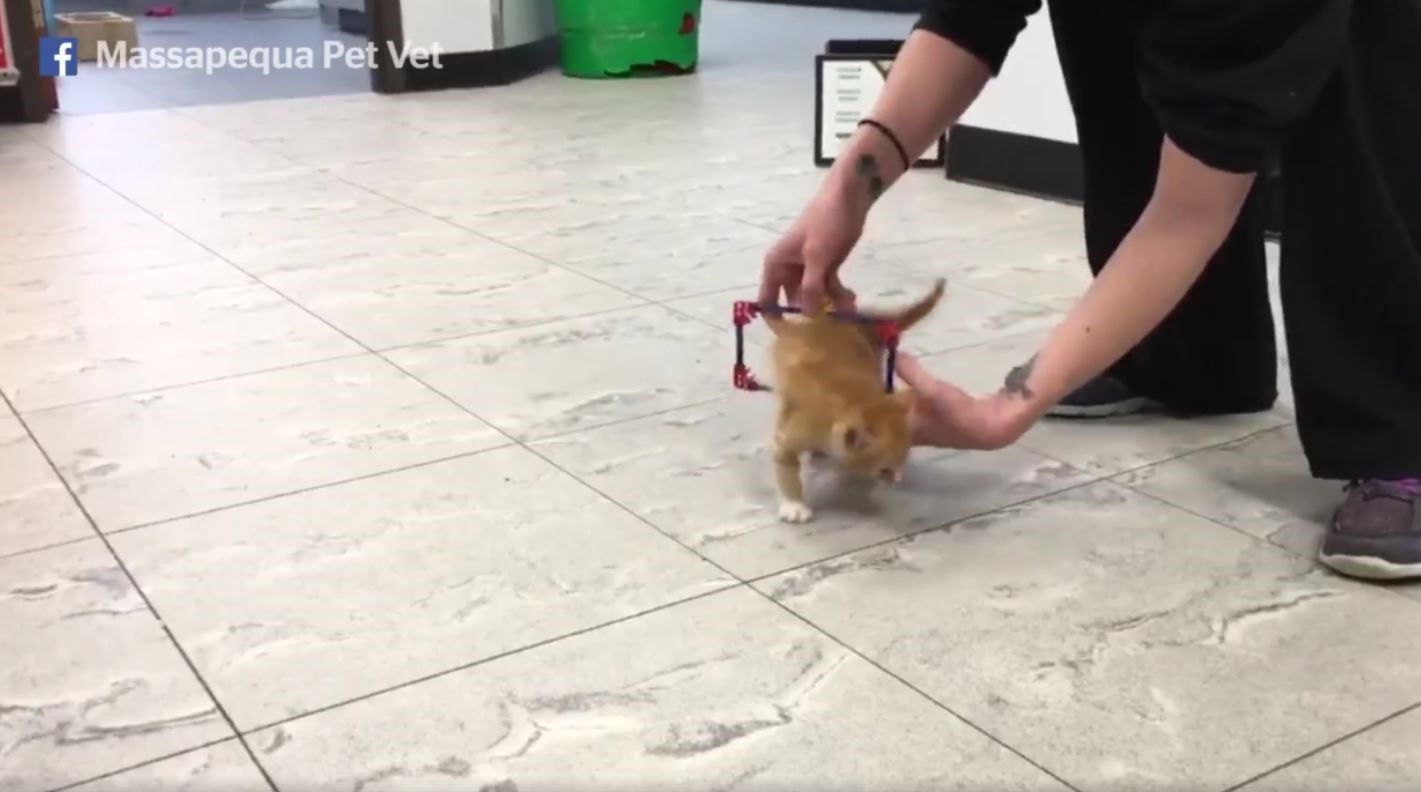 Παράλυτο γατάκι περπατάει ξανά και το ίντερνετ «λιώνει»- ΒΙΝΤΕΟ