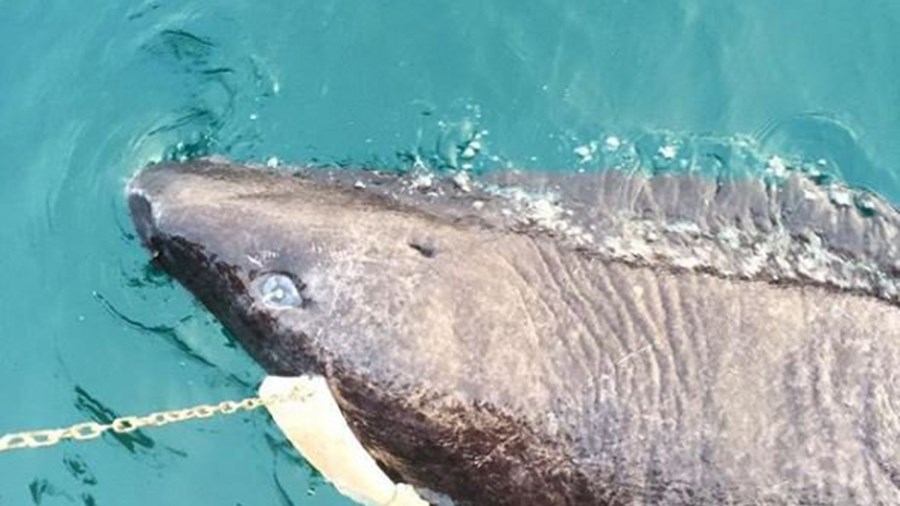 Δέος – Αυτός ο καρχαρίας είναι 512 ετών και είναι ζωντανός – Γεννήθηκε πριν τον Σαίξπηρ